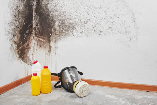 Best Mold Removal Company Near Me  in Upper Montclair, NJ