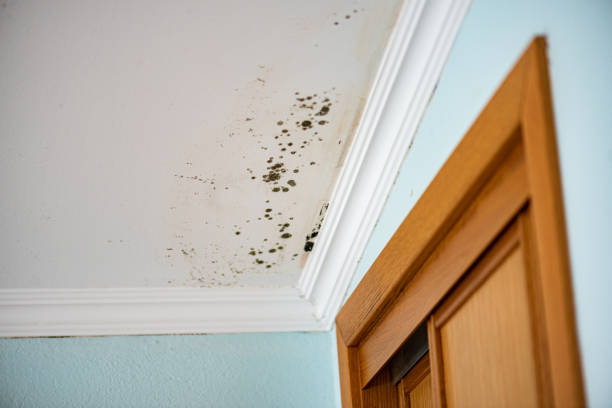 Best Certified Mold Removal  in Upper Montclair, NJ