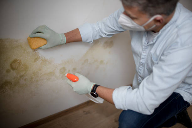 Best Professional Mold Removal  in Upper Montclair, NJ