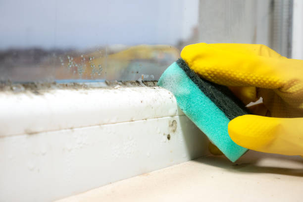 Best Certified Mold Removal  in Upper Montclair, NJ