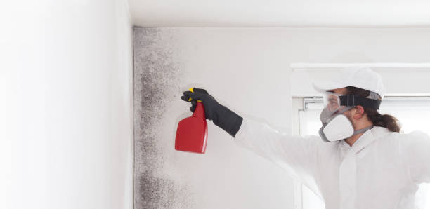 Best Mold Damage Repair  in Upper Montclair, NJ