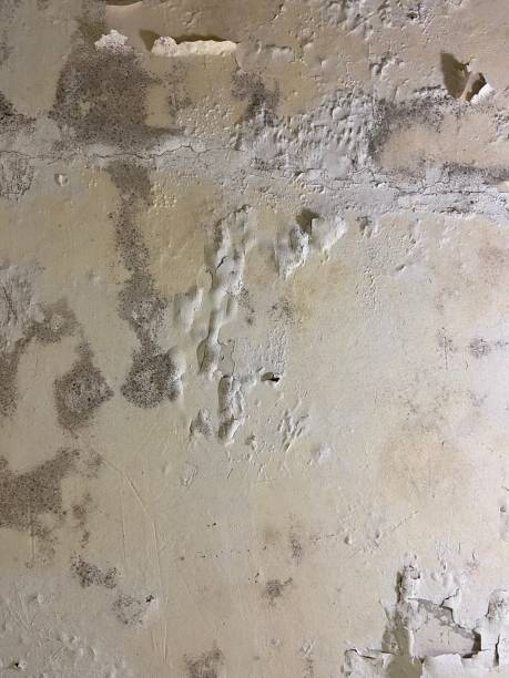 Best Mold Remediation  in Upper Montclair, NJ