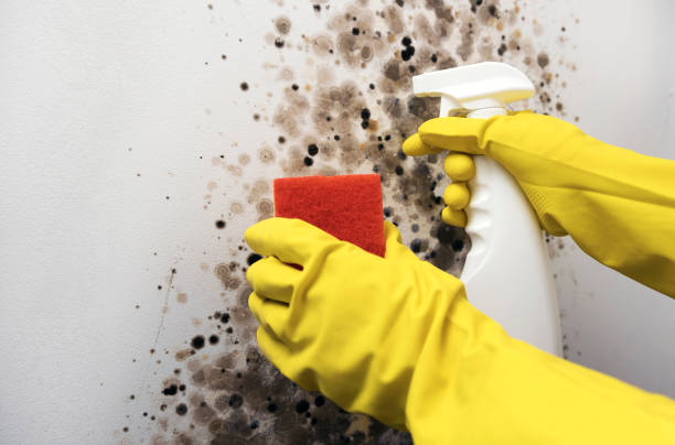 Best Mold Cleaning Services  in Upper Montclair, NJ