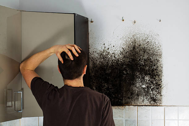 Trusted Upper Montclair, NJ Mold Removal Experts