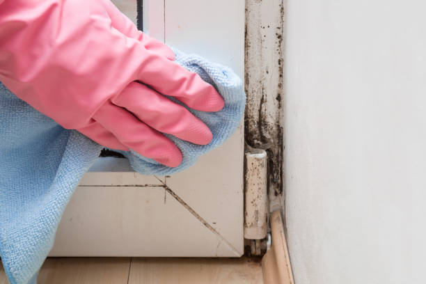 Best Residential Mold Removal  in Upper Montclair, NJ