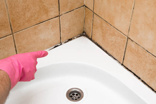 Best Commercial Mold Removal  in Upper Montclair, NJ
